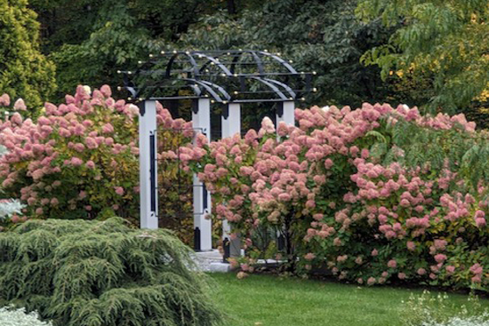 Bride's Walk Arbor