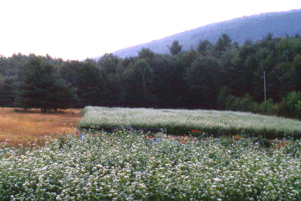 Uncanoonuc Mt. Perennials: Before